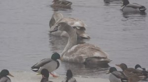 Лебедь шипун, наблюдение птиц в Великом Новгороде, 1 марта 2026