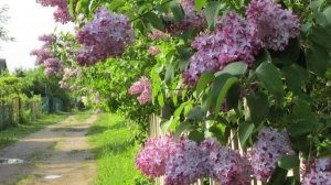 Соловьиная свирель залилась в раките, разбор на гармони №-446 с цифрами