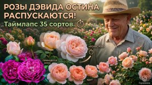 Розы Дэвида Остина распускаются! Таймлапс 35 сортов.