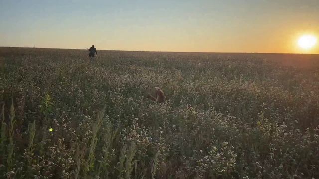 Ох уж эта собака ,юмор