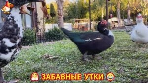 Забавные утки мускусные и пекинские на свободном выгуле со своими друзьями ч.(365) ❣️🤗😂