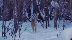 Белая шейка