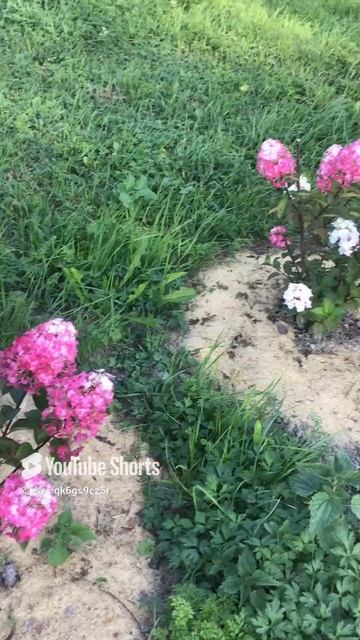 Ленобласть. Хвойное. 30.08.2024. Цветущие кустики гортензий пурпурных первого года посадки саженцев