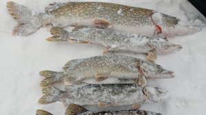 Это самая лучшая рыбалка в этом году. Рыбалка на жерлицы. Щука на 5 кг.