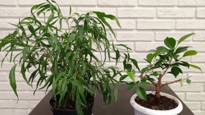 Пересадка фикусов Ретуза и Нериифолия