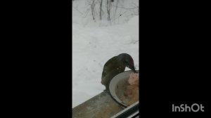 ДЯТЕЛ ПТИЦА ВЕСЕННЯЯ СТУЧИТ В ОКНО