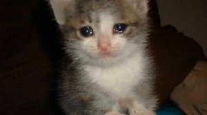 Замерза́ющий котёнок