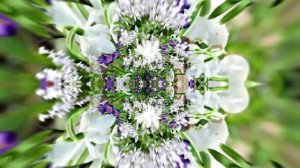 Видеофоны! Видеофон Подснежники 4! Футаж от Киностудии Мудрого Кота Тимофея!