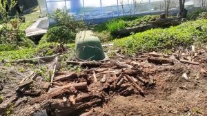 18-Дача..Петунии и Калибрахоа рассаживаю по кашпо 😁 14.05.22.