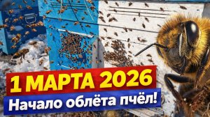 1 марта 2026.Начало облёта пчёл