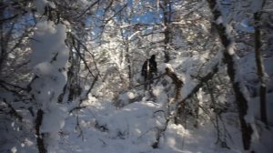 Зимний Крымский лес28 02 26.mov