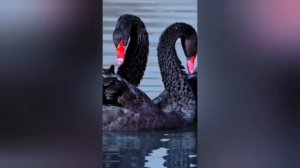 Интересные факты о лебедях.