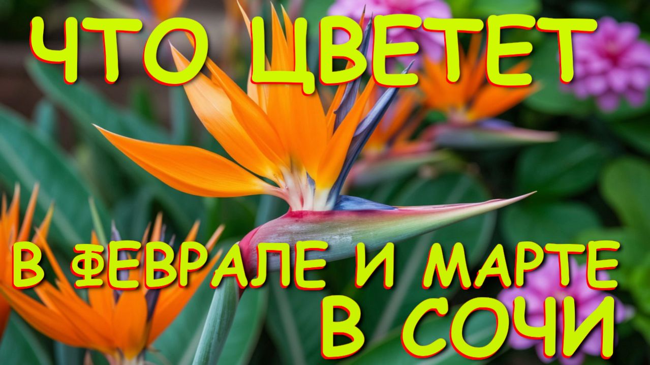 Погода в сочи, Сочи сегодня, Лазаревское сегодня, Сочи лазаревское, Что посмотреть, природа Сочи смотреть онлайн