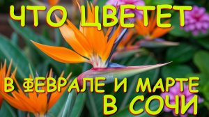 Погода в сочи, Сочи сегодня, Лазаревское сегодня,  Сочи лазаревское, Что посмотреть, природа Сочи