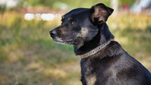 8 Октябрь Красный Бор