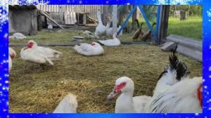 НАРЕЗКА НА ДОМАШНИХ ЖИВОТНЫХ (Видио ) 5 сек 1