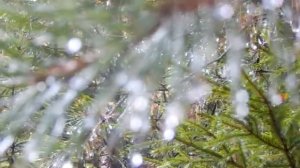 Песня «Платье» — Поёт Игорь КРАВЦОВ, БРАТСК