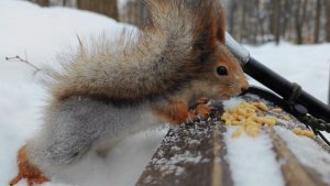 Голодная незнакомая белка