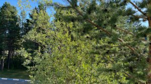 Weekend с друзьями