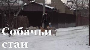 Как гуманно бороться с бездомными собаками?/ События недели