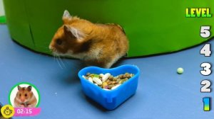 Гонка хомяков: преодоление препятствий в лабиринте 5-го уровня «Радужная башня»