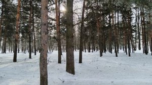 Прогулка по Парку природы Подзеленье и кристаллическая изморозь на деревьях и солнечное гало 24.02