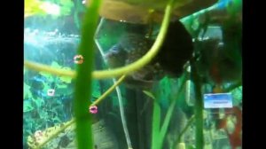 Чпок гурами