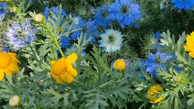 Чернушка дамасская.