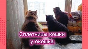 КОШКИ С ОЗВУЧКОЙ.