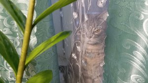 Тайна дырявой веточки