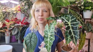 Ура! Весна! Пересадка и переукоренение алоказий