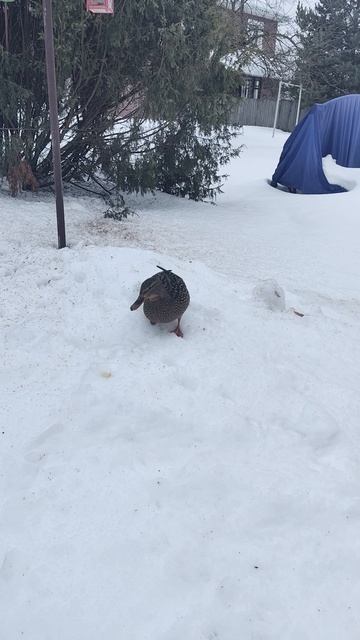 1 марта.С первым днём весны.