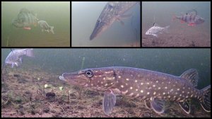 Под водой #37