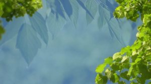 Фоновый весенний футаж