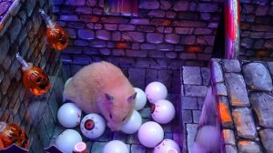 🎃Хомяк сбегает из хэллоуинского лабиринта🎃