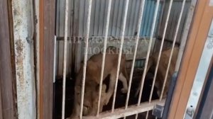 Житель Новой Москвы в "зверских" условиях держал дома львов, медведей и леопарда.