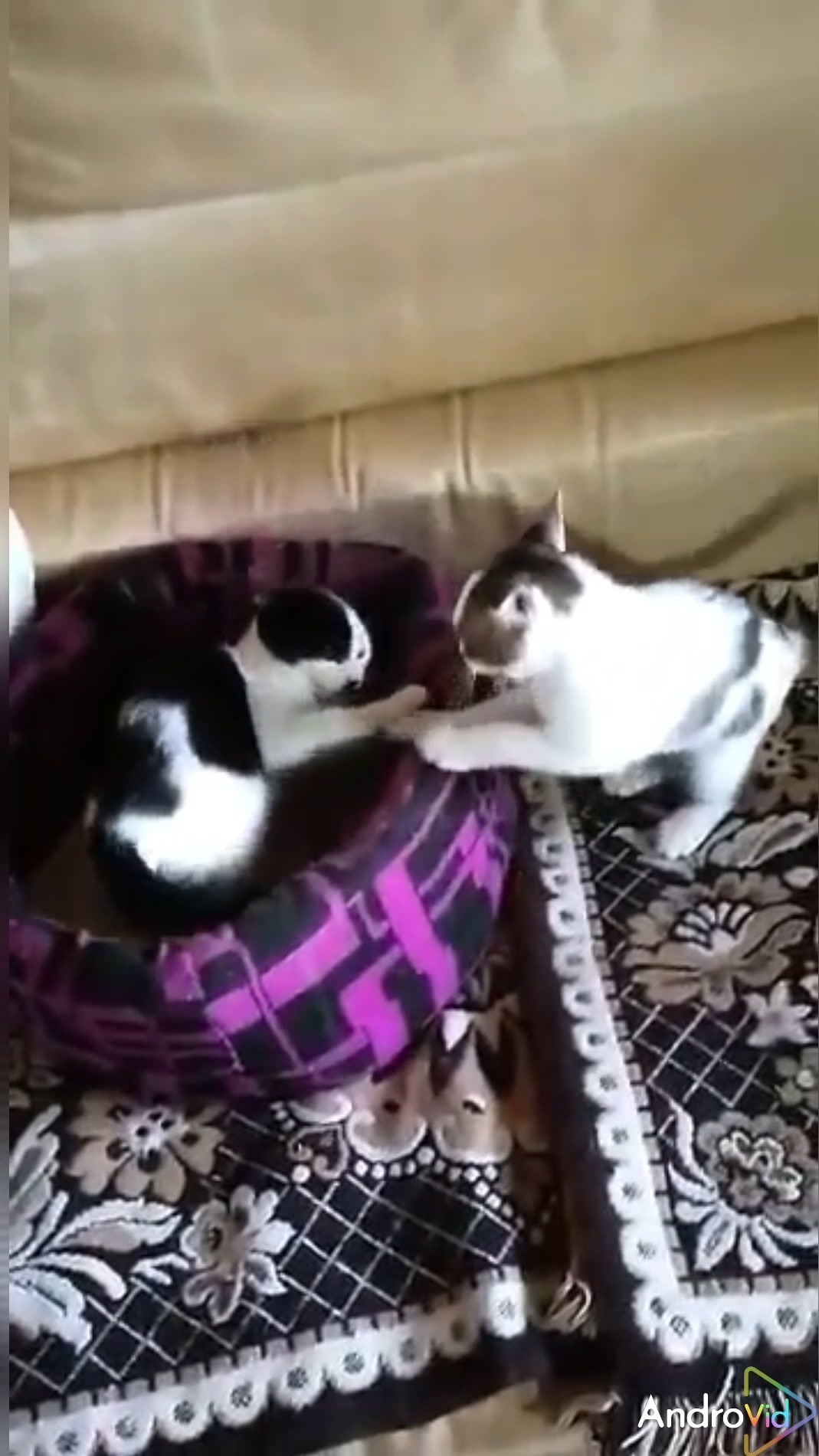 С Днем кошек! 😻 01-03-2026