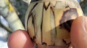 Шкатулка на пирамидальном тополе