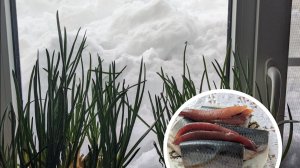 Первый день весны добавил много дел! , Солю селедку пряным посолом.
