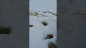 ловля плотвы