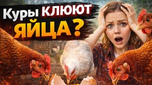 КУРЫ КЛЮЮТ ЯЙЦА? 😱 10 ПРИЧИН И КАК ОСТАНОВИТЬ РАЗ И НАВСЕГДА!


Куры начали клевать яйца? Находите