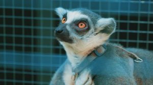 Влог Беата и Ника посетили контактный зоопарк