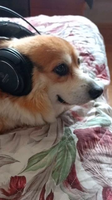 Пёс меломан!