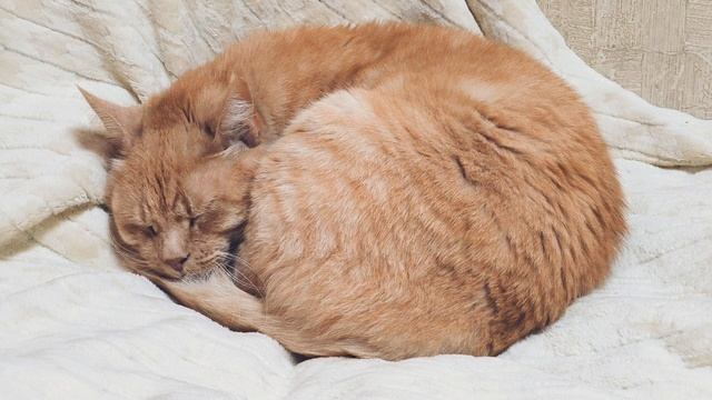 Рыжий кот спит. ч.4. смотреть онлайн