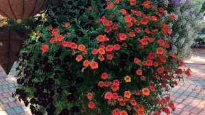 калибрахоа