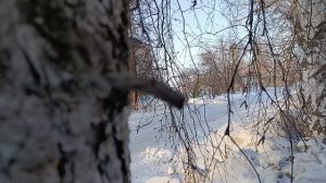 ТАК СНИМАЕТ XIAOMI REDMI NOTE 15!