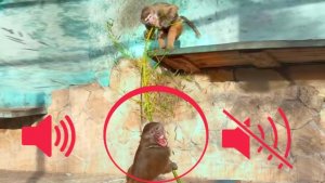 СМОТРИТЕ, смог ли Стёпа ЗАБРАТЬ дрын у ЛЮСИ?! КРИКОМ Люсю не возьмёшь! Стёпа пробует НЕЖНОСТЬЮ!