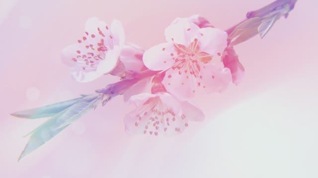 Весенний фон, нежные распускающиеся цветы смотреть онлайн