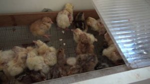 Цыплята- первое кормление чёрной львинкой.