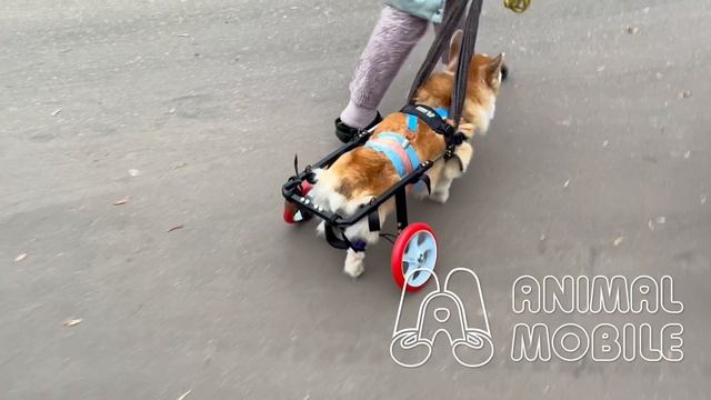 Корги на колесах